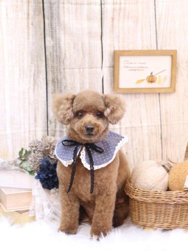 20241020ココアくん